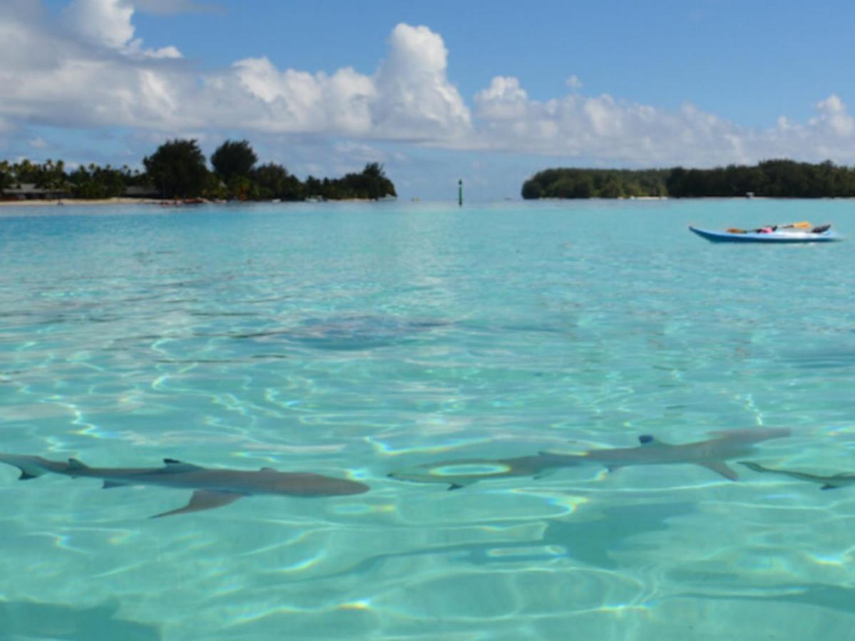 Moorea Pool & Lagoon House Villa ภายนอก รูปภาพ